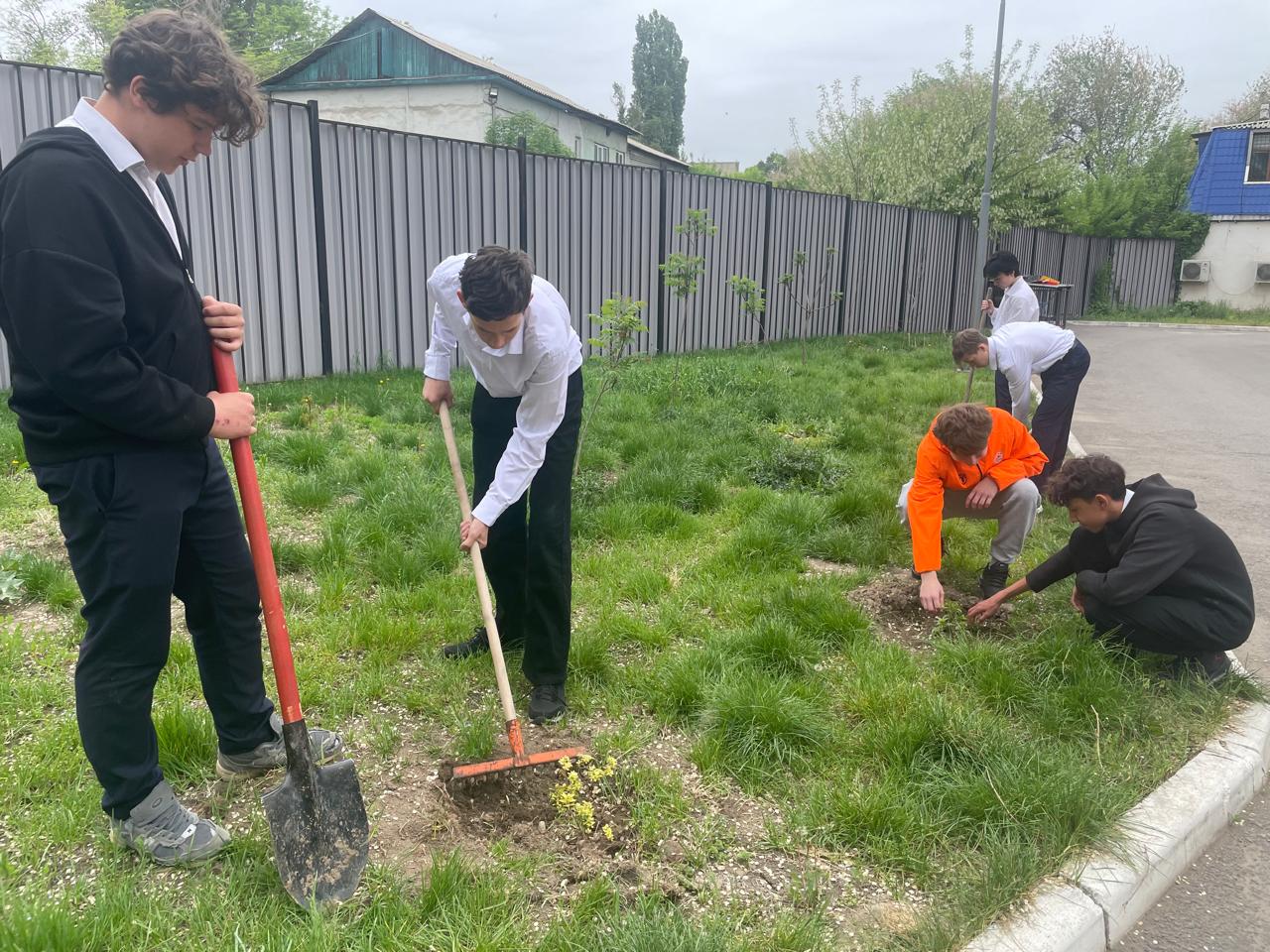 Посадка саженцев/ көшет отырғызу